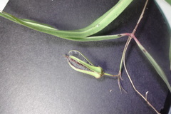 Brachystelma volubile